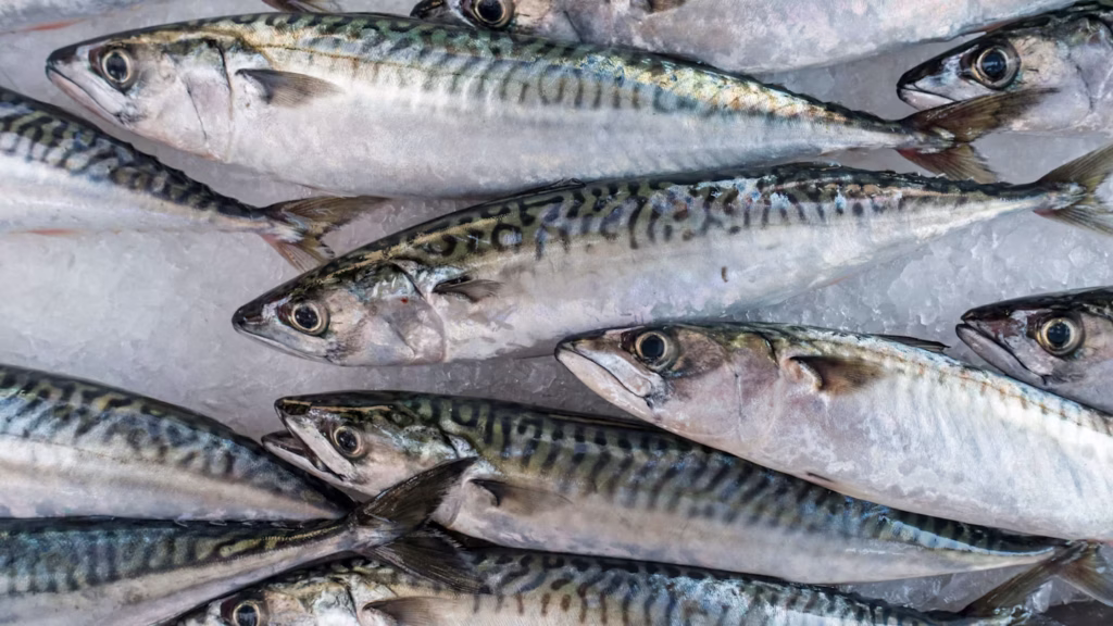 「罐頭鯖魚」竟不是鯖魚！英超市改用竹莢魚　消費者：味道、魚骨都不同